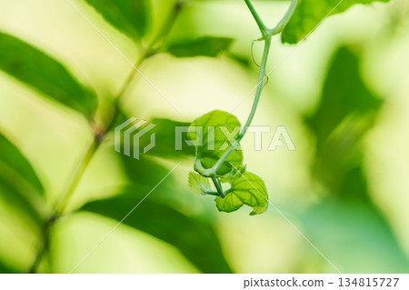 秋日森林 陰涼處的草芽 05 秋日森林 陰涼處的草芽 05 134815727