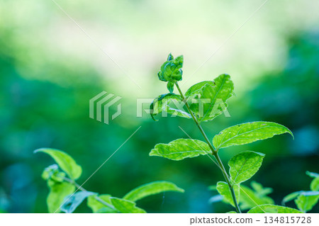 秋日森林陰涼落葉 01 秋日森林陰涼落葉 01 134815728