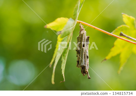 秋日森林:袋蛾掛在樹枝上 秋日森林:袋蛾掛在樹枝上 134815734