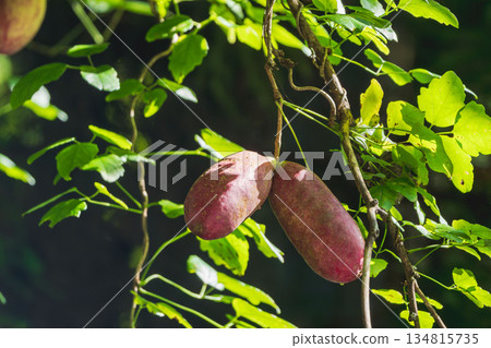 秋季森林中的木通果 01 秋季森林中的木通果 01 134815735