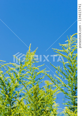 秋日藍天與高聳的金雞菊 01 134815741