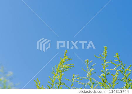 秋日藍天與高金光菊 04 134815744