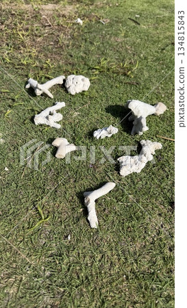 Coral placed on the lawn Coral placed on the lawn 134815843
