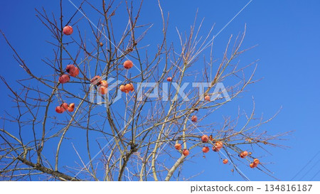 Winter persimmon 134816187