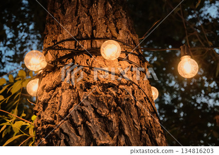 String lights wrap around tree trunk, glowing warmly in the evening String lights wrap around tree trunk, glowing warmly in the evening 134816203