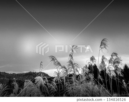 月亮與潘帕斯草原 - 單色 - 月亮與潘帕斯草原 - 單色 - 134816526