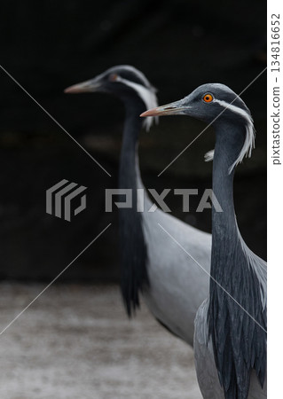 Demoiselle Cranes (Grus virgo). Close up animal Demoiselle Cranes (Grus virgo). Close up animal 134816652