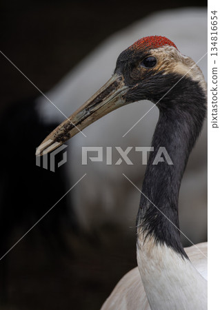 Red-naped Crane (Grus japonensis) at Zoo 134816654