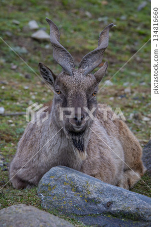 Turkmenian markhor, Capra falconeri heptneri. Turkmenian markhor, Capra falconeri heptneri. 134816660