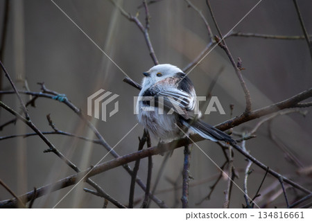 Long-tailed Tit on a branch. Long-tailed Tit on a branch. 134816661