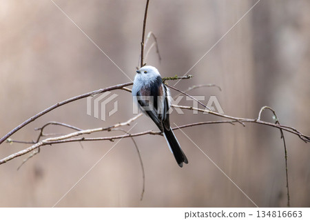 Long-tailed Tit on a branch. Long-tailed Tit on a branch. 134816663