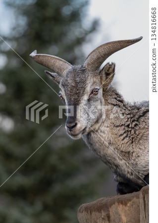 Wild blue sheep Pseudois nayaur Wild blue sheep Pseudois nayaur 134816668