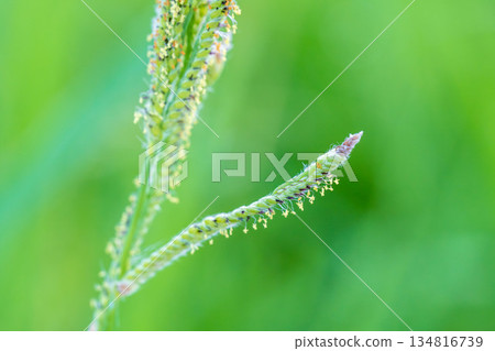 夏日山巒 - 毛地黃花特寫 012 夏日山巒 - 毛地黃花特寫 012 134816739