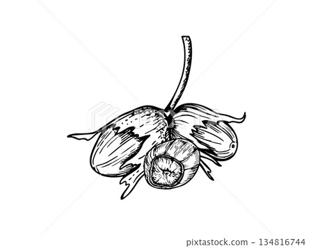Hazelnuts on stem monochrome vector line art black ink sketch. Ripe nut pods in shell composition. Etching drawing of edible autumn harvest seeds for packaging, culinary recipe, food blogs 134816744