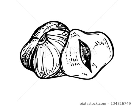 Two peeled hazelnuts line ink illustration. Monochrome ripe dried nuts composition. Etching drawing of pods for healthy food packaging, nutritional blog posts, cooking website elements Two peeled hazelnuts line ink illustration. Monochrome ripe dried nuts composition. Etching drawing of pods for healthy food packaging, nutritional blog posts, cooking website elements 134816749