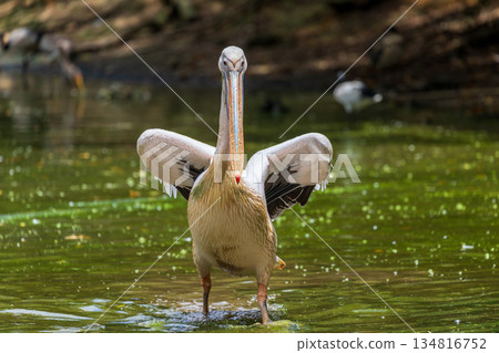 一隻巨大的鸕鶿漂浮在水中，翅膀上泛著光芒，彷彿大自然的生命力在天空中顯現。 134816752