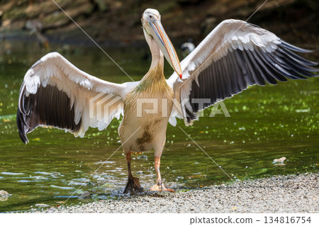 A gigantic cormorant floating in the water with a wave of light on its wings, the natural life force appearing in the sky A gigantic cormorant floating in the water with a wave of light on its wings, the natural life force appearing in the sky 134816754