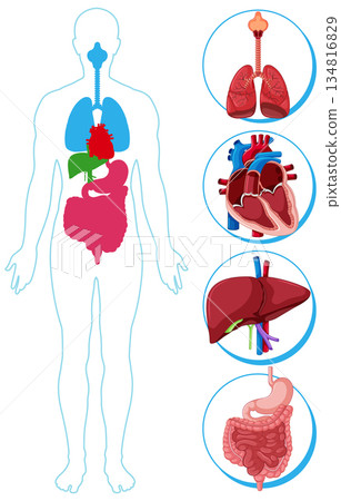 Human Body Diagram with Highlighted Internal Organs 134816829