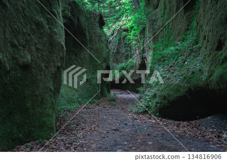 A garden of moss 134816906