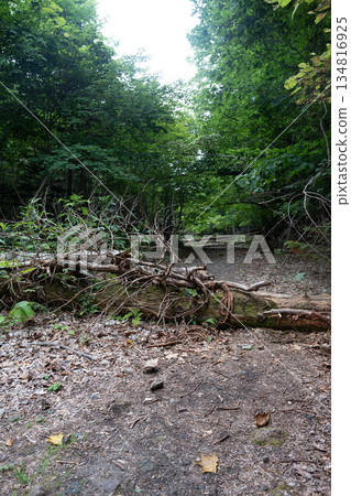 Fallen tree lying on the road Fallen tree lying on the road 134816925