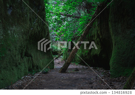 Mysterious forest 134816928