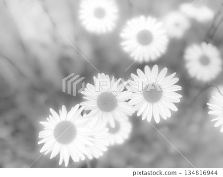 六月的白花 ~單色~ 134816944