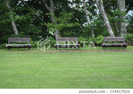 鬱鬱蔥蔥的公園長椅 134817020