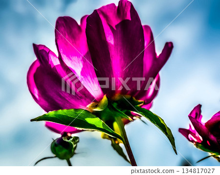 Blue June sky and peony flowers Blue June sky and peony flowers 134817027