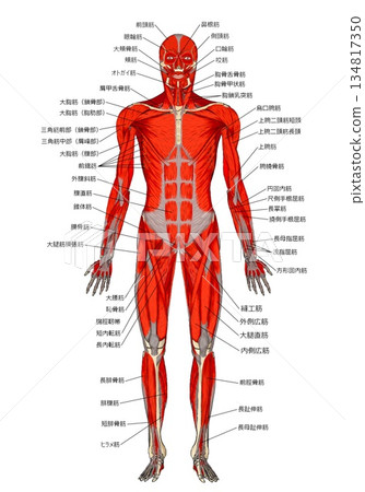 Muscle anatomy 134817350