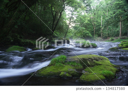 A clear stream flowing through a green forest A clear stream flowing through a green forest 134817380