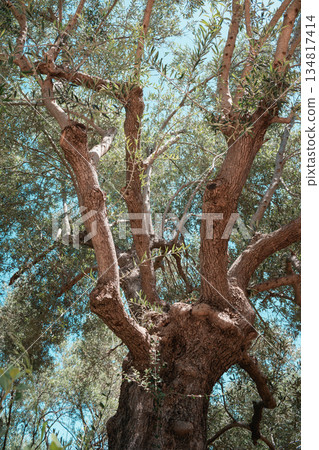 Olive tree with a funny and unusual shape on a sunny day in Crete Olive tree with a funny and unusual shape on a sunny day in Crete 134817414