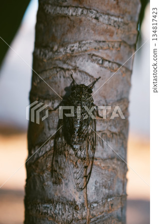 Cicada in Mediterranean countries resting on a yucca trunk 134817423