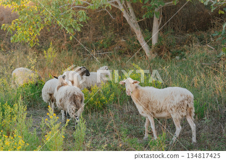 Curious Sheep Looking at Camera in Summer Meadow 134817425
