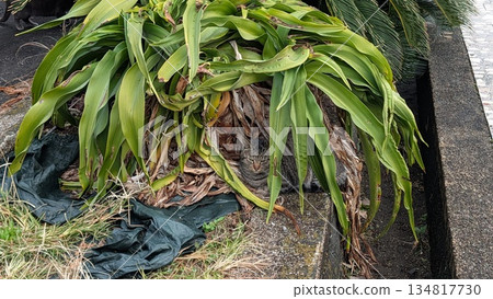 Plants and cats planted on the side of the road 134817730