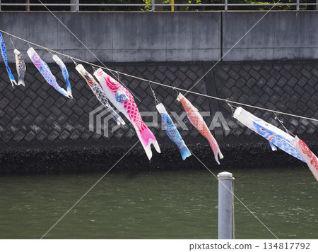 千葉縣浦安市堺川的鯉魚擬餌 千葉縣浦安市堺川的鯉魚擬餌 134817792