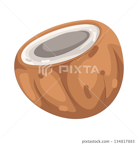 Illustration of coconut 134817883