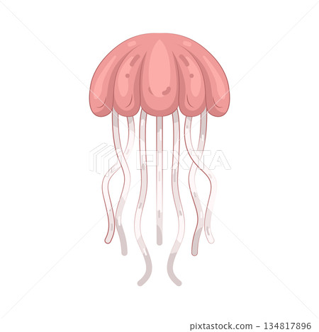 Illustration of jellyfish Illustration of jellyfish 134817896