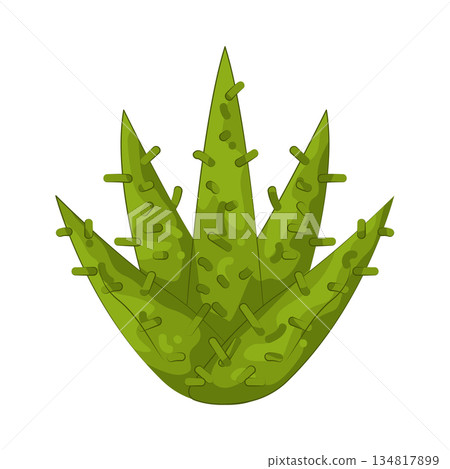 Illustration of aloe vera 134817899