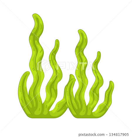 Illustration of seaweed  134817905