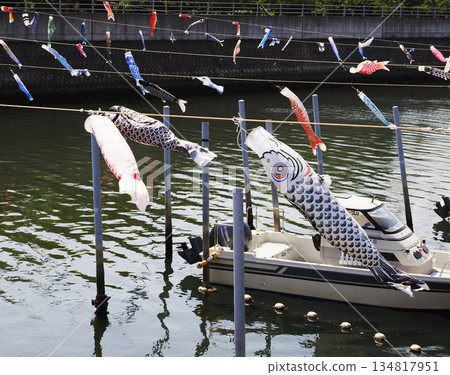 千葉縣浦安市堺川的鯉魚擬餌 千葉縣浦安市堺川的鯉魚擬餌 134817951