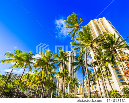 夏威夷圖片：棕櫚樹和度假酒店 134818181