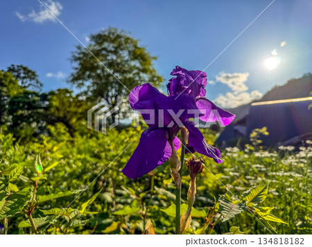 Irises and the sun at 5pm Irises and the sun at 5pm 134818182