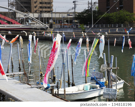 千葉縣浦安市堺川的鯉魚擬餌 千葉縣浦安市堺川的鯉魚擬餌 134818196