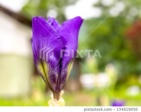 When the flowers bloom ~ Purple irises ~ When the flowers bloom ~ Purple irises ~ 134819050