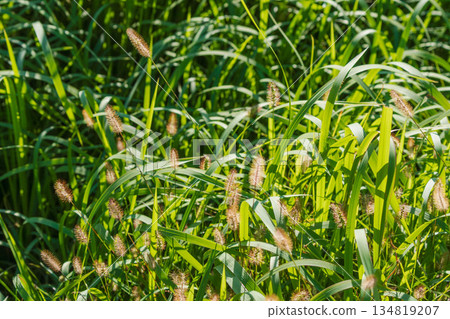 Autumn fields and mountains: Green foxtail shining in the sunlight 02 Autumn fields and mountains: Green foxtail shining in the sunlight 02 134819207