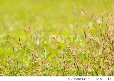 秋日的田野和山巒:陽光下閃耀著綠光的狗尾草 08 秋日的田野和山巒:陽光下閃耀著綠光的狗尾草 08 134819213