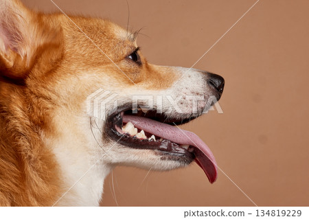 Side view close up of a happy corgi panting with tongue out on beige background for pet health and summer heat concept Side view close up of a happy corgi panting with tongue out on beige background for pet health and summer heat concept 134819229