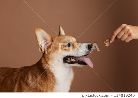 Corgi watching treat in owners hand during behavior training with reward based learning and pet nutrition concept 134819240
