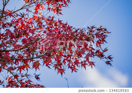 Autumn foliage scenery (Shizuoka Prefecture) 134819583