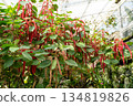 紅穗鐵莧 Acalypha hispida ベニヒモノキ　アカリファヒスピだ 134819826